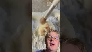 A very squishy chipmunk that looks like a fidget toy! (Reaction) #shorts #youtube #reaction #viral