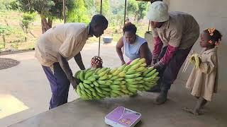 Thu hoạch buồng chuối khổng lồ|| Antonio tiếp tục trồng giống cà của Việt Nam