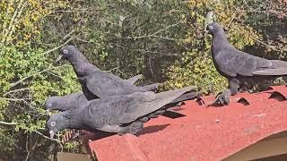 Иракская голубка начинает подныривать ️ (Zinge) Iraqi pigeon starting to dive in with tumble ️