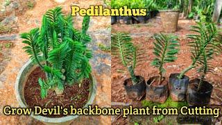 How to grow Dwarf Devil's backbone plant from cutting|Pedilanthus Plant| पौधे को कट्टिंग से उगाए