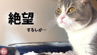 妻に浮気疑惑！産まれた子供が俺に全く似ていないんだが…【奇跡のイクメン猫】