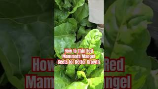 How to Thin Red Mammoth Mangel Beets #shorts #shortvideo #garden #gardening #farming