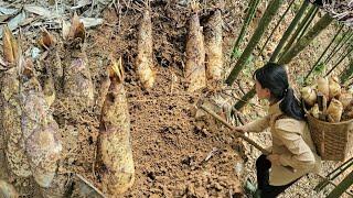 picking bamboo shoots alone in the green forest lý thị hương