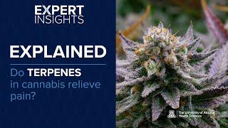 Expert Insights: Do Terpenes in Cannabis Relieve Pain?