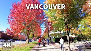 【4K】Downtown Vancouver Autumn Walk , Coal Harbour，Travel Canada 2023, Binaural City Sounds