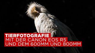 Tierfotografie mit der Canon EOS R5 und dem RF 600/11 und RF 800/11 Objektiv