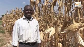 A Guide to Maize Production