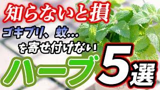 【初心者向けハーブ】園芸店長が選ぶお庭、食用、虫除けのおすすめ最強ハーブ5選！【ガーデニング】【園芸チャンネル】