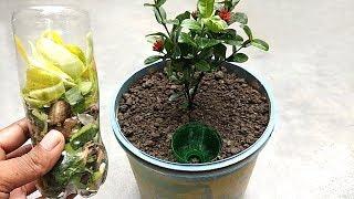 Easy and free organic fertilizer for all plants | Best homemade natural fertilizer