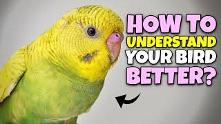 How to UNDERSTAND your Pet Bird Better?