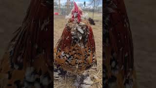 Stand by these chickens #chicken #chickenlife #backyardchickens #farmanimals #farmlife #pets #silkie