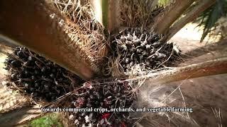 TSMIP - Oil Palm Success Story with Drip Irrigation