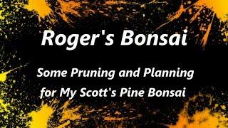 Some Pruning and Planning for My Scotts Pine Bonsai