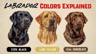 Understanding Labrador Retriever Colors: Genetics Simplified