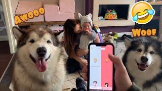 Testing Dog Translator App! Howling Alaskan Malamutes!!