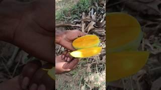 Kutch of Kesar Keri Mango Cutting   #fres #fruitcutting and #fruit #Store