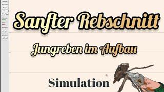 Sanfter Rebschnitt in Animation erklärt | Aufbau von jungen Reben