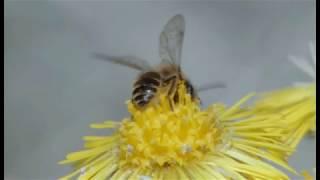 Biene Majas wilde Schwestern - Die Welt der Wildbienen