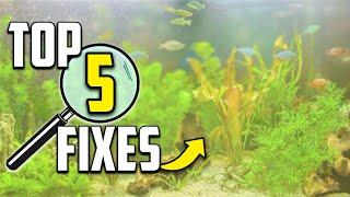 5 Reasons Your Aquarium Looks Cloudy (And How to Fix It!)