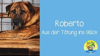  |ROBERTO - Aus der Tötung ins Glück| 