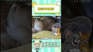 我的CP是真的 #CP#猫和老鼠#萌宠#可爱#万万没想到#shorts