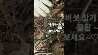 산에서 송이버섯 찾기? 답