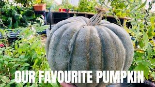 Growing BLUE PUMPKINS | SWEET DELICIOUSNESS!