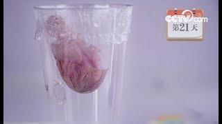 China's first chick hatched without an eggshell | CCTV English