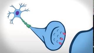 Neurotransmitter Animation