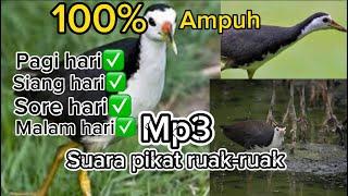 SUARA PIKAT RUAK-RUAK (burung ruak-ruak mp3) #pikatburungruakruak