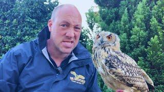 I think I made a mistake with my young Bengal eagle owl