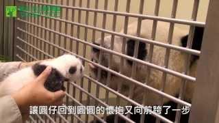 當圓仔與圓圓相會 When Giant Panda Cub Yuan Zai Meets Mother, Yuan Yuan (English Subtitle Available)