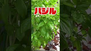 【家庭菜園・バジル】虫除け効果のある植物 バジルを植えて防虫対策！蚊・コバエ・ユスリカ防止に！バジルが効果的 #ガーデニング  #防虫 #害虫駆除 #shorts