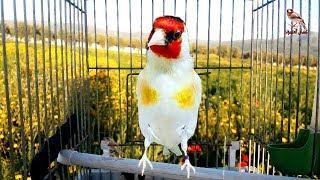 Best three hours singing goldfinch, to teach young