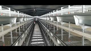 Innovative Egg Layer Cages for Efficient Poultry Farming