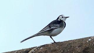 Bird Facts: The Pied Wagtail