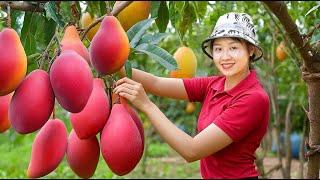 Harvesting Giant Red Elephant Mango Go To The Market Sell | Lucia New Life