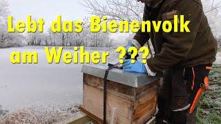 Lebt das Bienenvolk am Weiher ?