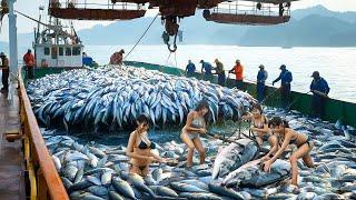 World's Largest Fish Catch Revealed - How Japanese Fishermen Use Giant Nets to Catch Fish