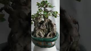 Bonsai si búp đỏ chính hiệu bình định tác phẩm trời ban cho nhân loại đặt trong chậu cá kết hợp ...