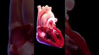 conceptual 3D animation of blood flow of the heart #3danimation #heartanimation #sciepro