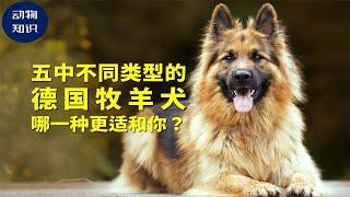 5种不同类型的德国牧羊犬！哪一种更适合你？