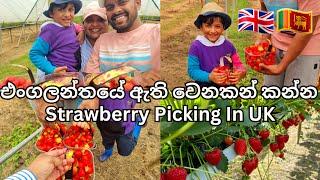 Strawberry Picking In UK| Pick Your Own Strawberries | Life In UK | UK Sinhala Vlog | Lankans In UK