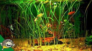 How to Grow Fish Tank Plants- Aquarium Co-Op