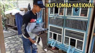 IKUT LOMBA MERPATI KOLONG NASIONAL  LAPAK NIRWANA LEBAK SIU