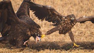 Vultures vs Eagles. What heppens when you scattered meat on the field