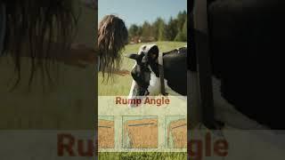 Linear conformationTrait Part 5 | Rump Angle | bull selection dystocia locomotory problem | @drvijay