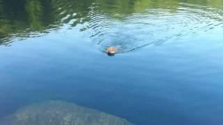 Pomeranian Swimming