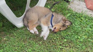 Sheltie from puppy to adult