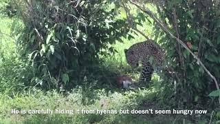 Leopard with a knack for entertainment